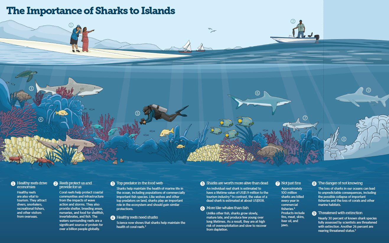 Marine biologists studying shark conservation efforts