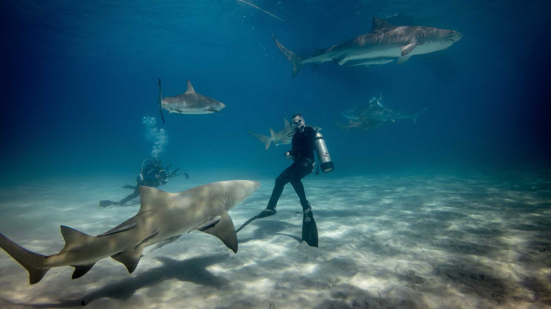 Marine biologists working on shark conservation research