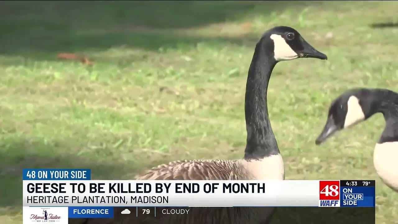 Goose Pays Emotional Tribute to - The Goose Fan Community Reacts