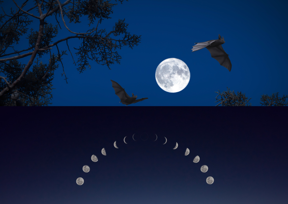 full moon Africa night - Planting, Harvest and Reading the Sky